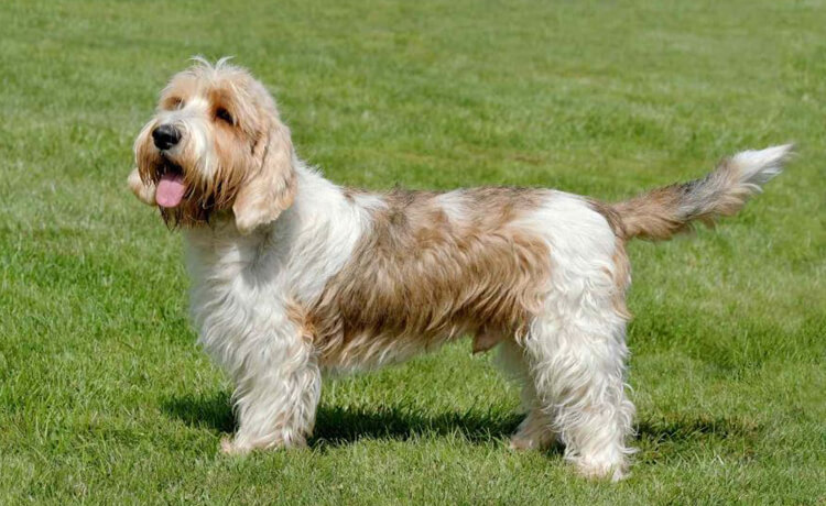 Petit Basset Griffon Vendéen
